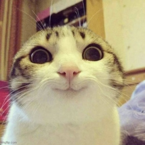 PurrfectCode 🐱